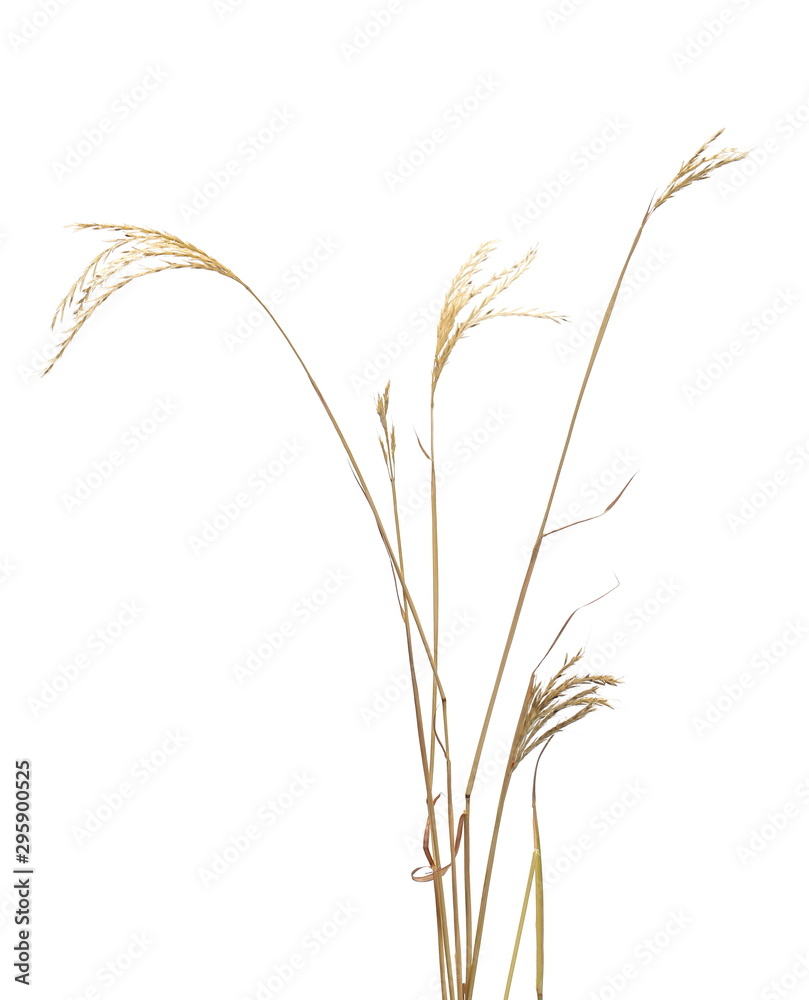 Fototapeta premium Dry autumn grass flowers isolated on white background with clipping path