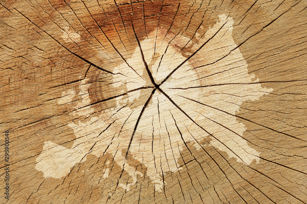 Map of Europe marked on a tree trunk
