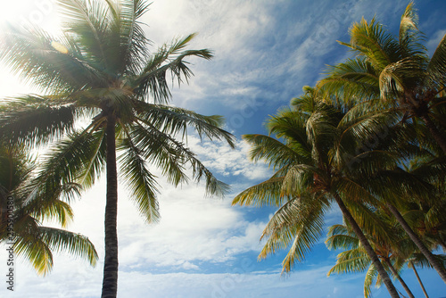 Palmen und blauer Himmel