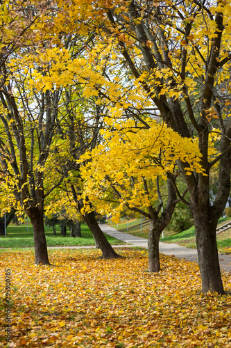 Trees with yellow leaves in the autumn Park. Change of seasons.