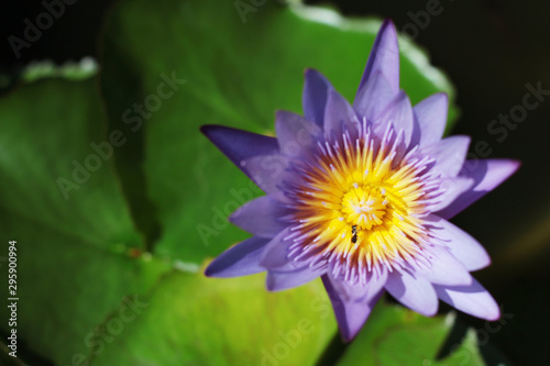 Bees in lotus purple flower. Blooming Water lily ( Nymphaea stellata Willd ) float in tranquil river garden.