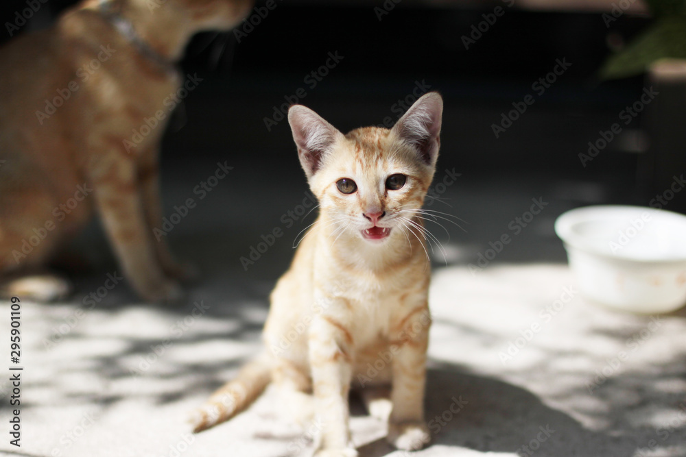 Kitten orange striped cat enjoy and relax on wooden terrace with natural sunlight