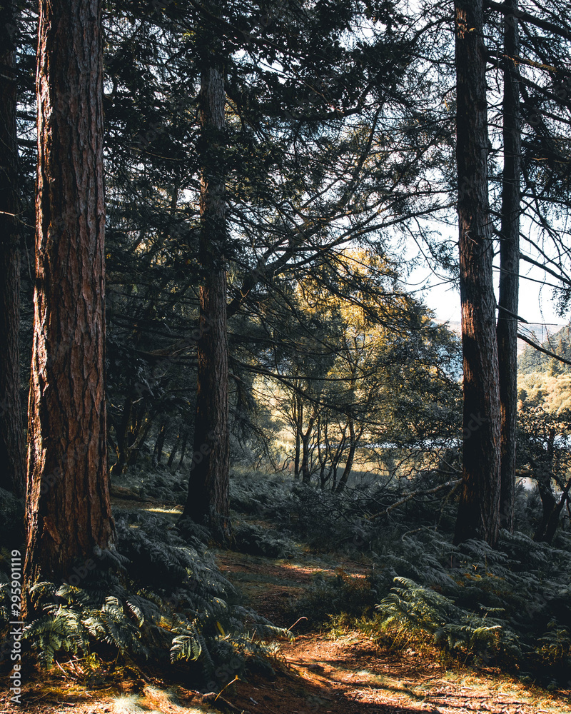 Fototapeta premium The Glendalough forrests are absolutely stunning with a spooky feeling. This photo really looks like a fairy tale for me.