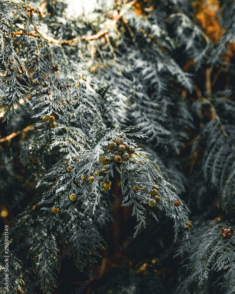 Beautiful macro photo from Glendalough of pine tree. 