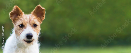 Funny face of a happy smiling pet dog puppy as listening with ears, web banner with blank, copy space