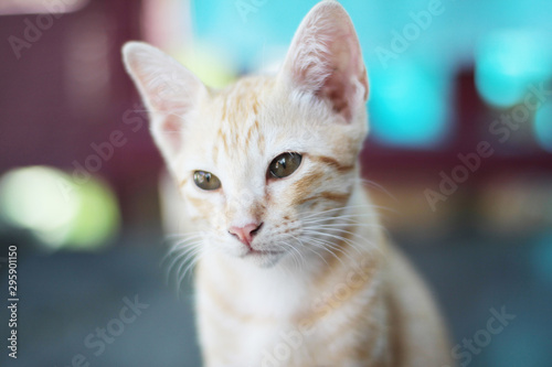 Kitten orange striped cat enjoy and relax on wooden terrace with natural sunlight