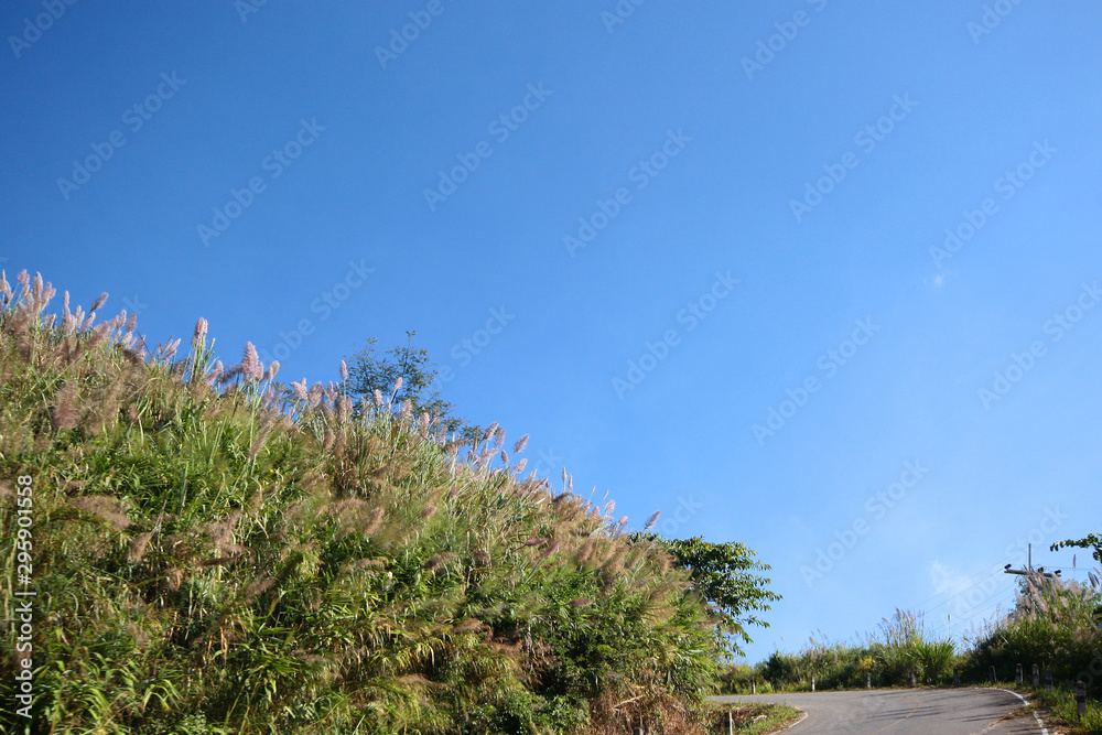 Road on the valley mountain with Grass flowers field and blue sky Road on the valley mountain with Grass flowers field and blue sky