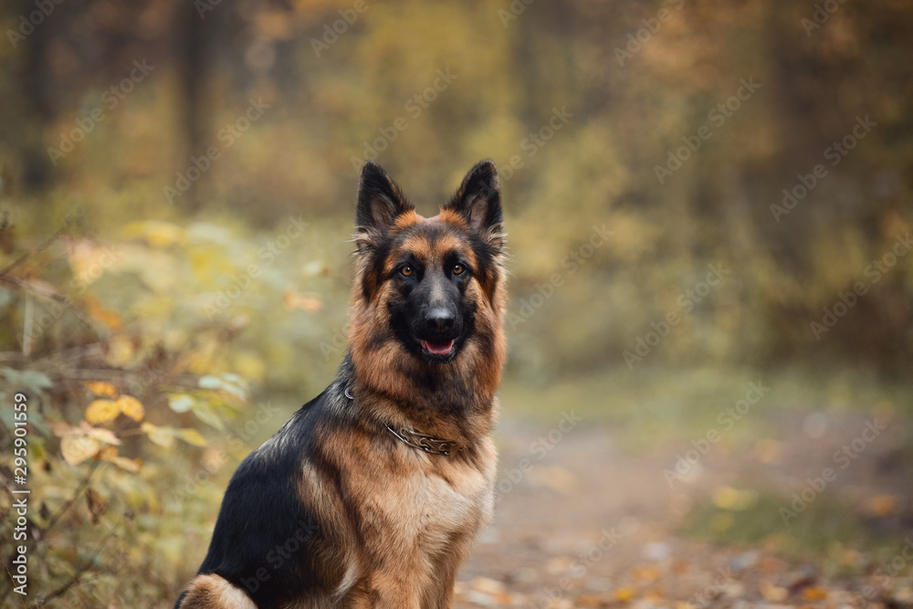portrait of beautiful young long haired female german shepherd dog sitting on the road in daytime in autumn portrait of beautiful young long haired female german shepherd dog sitting on the road in daytime in autumn