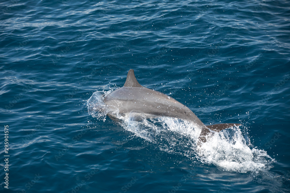 Fototapeta premium Indo-Pacific bottlenose dolphin (Maldives, Tursiops aduncus)