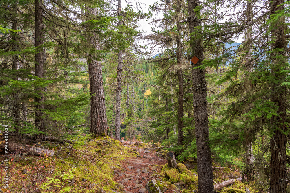 Obraz premium View at Mountain Trail in British Columbia, Canada. Mountains Background.