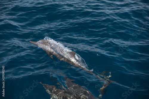 Obraz na plátne Indo-Pacific bottlenose dolphin (Maldives, Tursiops aduncus)
