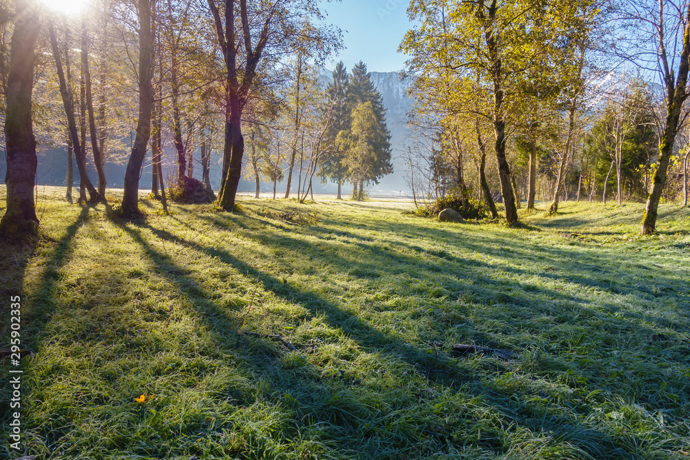 Fototapeta premium Herbstmorgen im Auwald