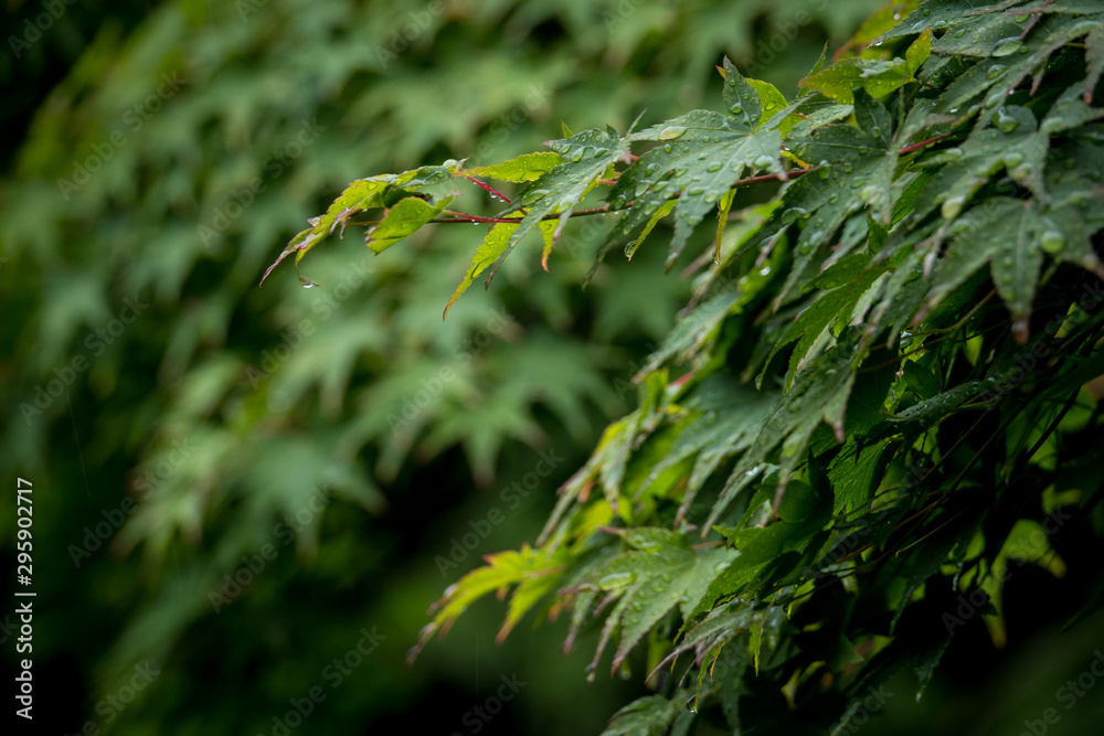Maple on a rainy day Maple on a rainy day