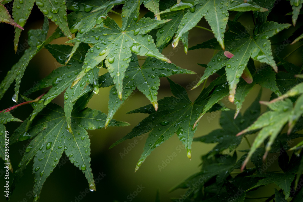  Maple on a rainy day