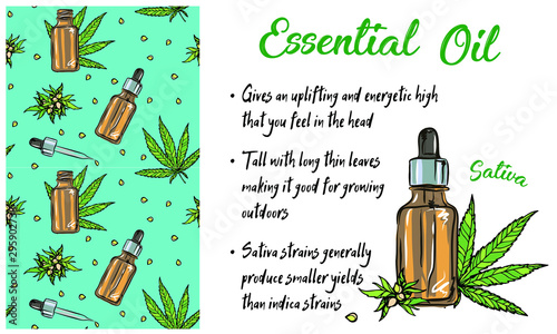 Cannabis sativa or cannabis indica plant. Marijuana leaves and seeds. Medical and cosmetic herbs. Botanical vector illustration.