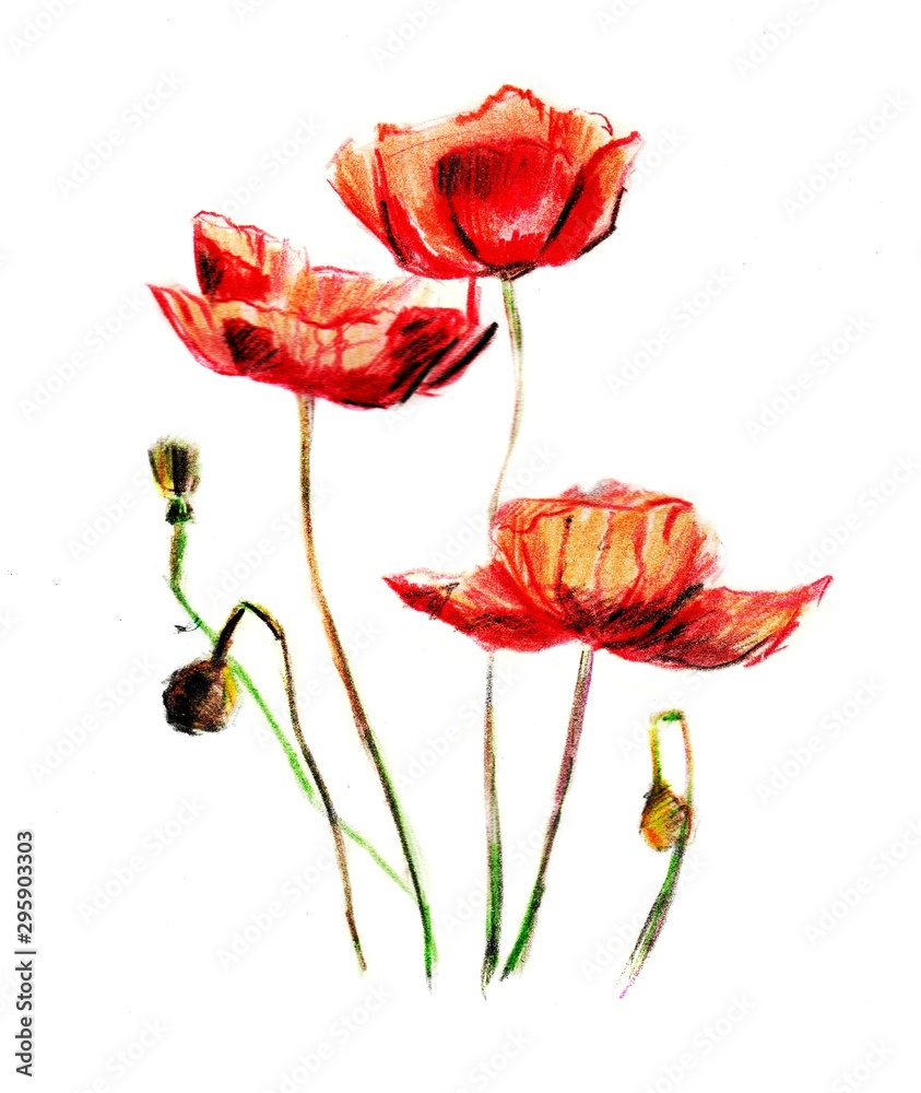 Hand drawn set with red poppies. Illustration on white background Hand drawn set with red poppies. Illustration on white background