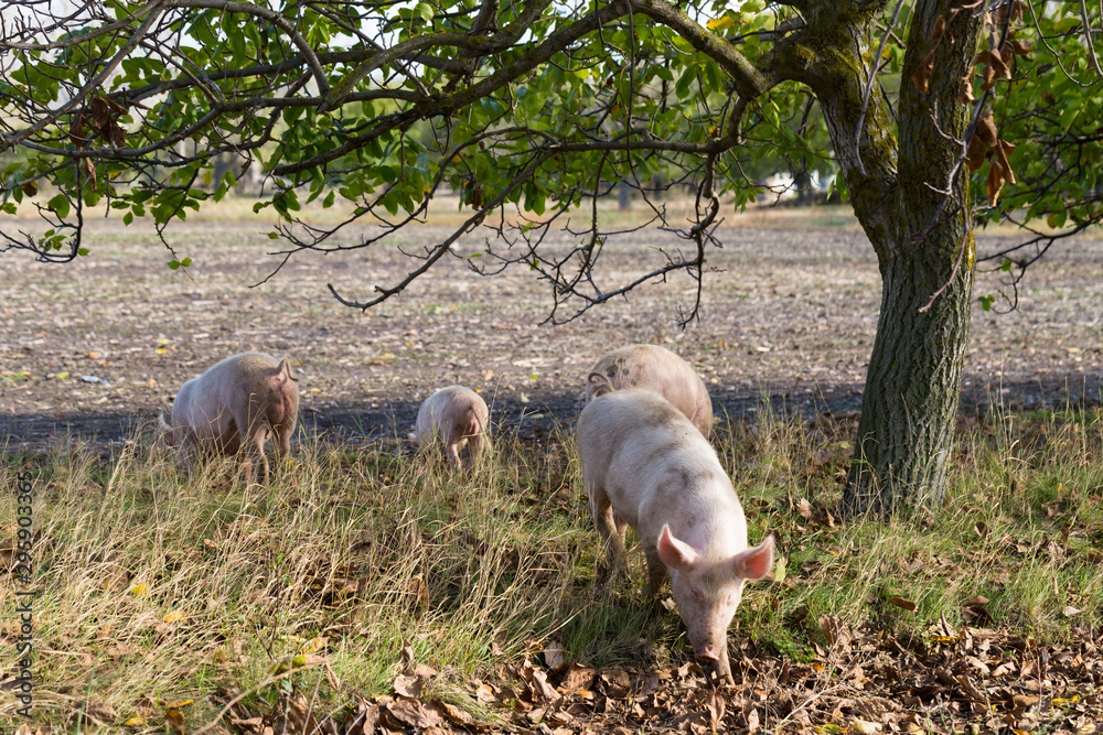 Feral domestic pigs feed on the gifts of nature. Potential vectors African swine fever virus. Feral domestic pigs feed on the gifts of nature. Potential vectors African swine fever virus.