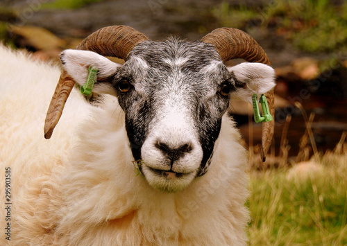 Sheep in the Pentlands photo