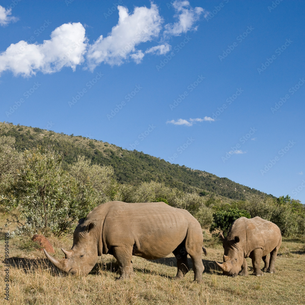 Fototapeta premium White Rhinoceros