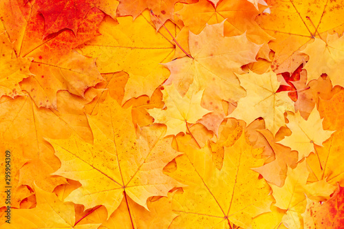 Autumn leaves background. Colorful maple leaf texture. Yellow and orange foliage  nature backdrop