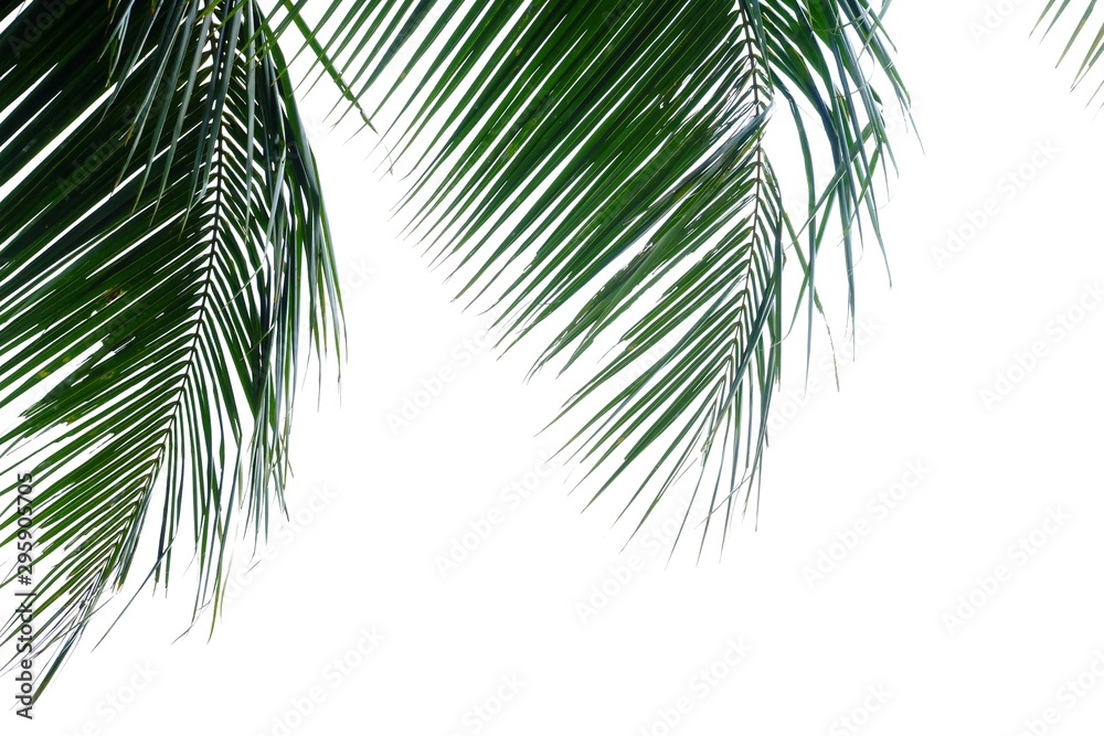 Naklejka premium Coconut leaves with branches on white isolated background for green foliage backdrop 