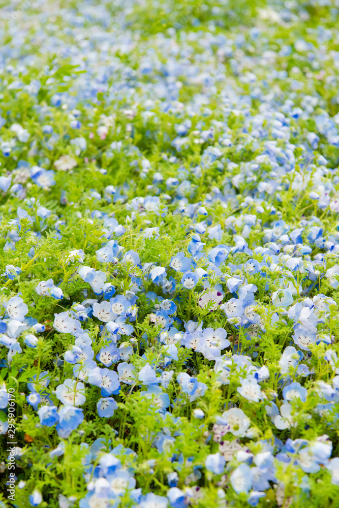 Blue sky and Nemophila menziesii (baby blue eyes flower), flower field at Hitachi Seaside park, Spring, Ibaraki, Japan Blue sky and Nemophila menziesii (baby blue eyes flower), flower field at Hitachi Seaside park, Spring, Ibaraki, Japan