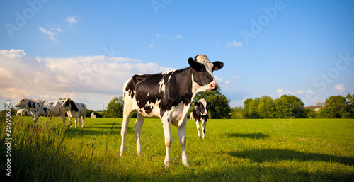 Troupeau de vache laitière en France dans la campagne