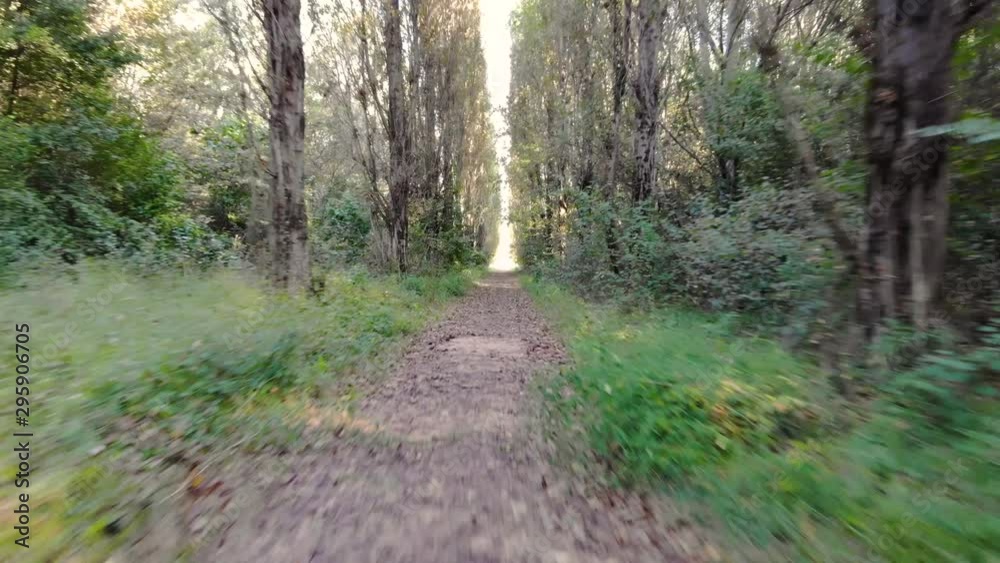 Flight backwards through forest along trail Flight backwards through forest along trail