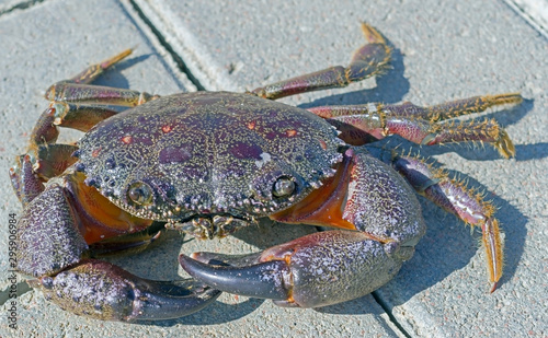 big beautiful sea crab