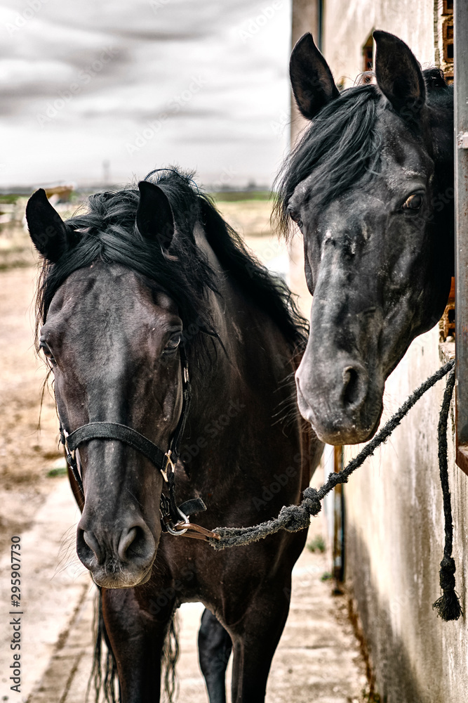 Fototapeta premium Beautiful horses, animals, pasture, stables