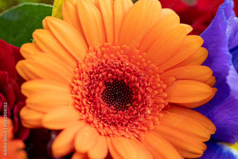 orange gerbera flower