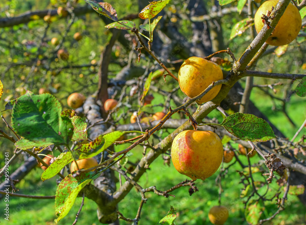 Yellow apples on a branch surrounded with green leaves in autumn time. Local organic food. Yellow apples on a branch surrounded with green leaves in autumn time. Local organic food.