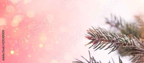 pine branch in pink bokeh background