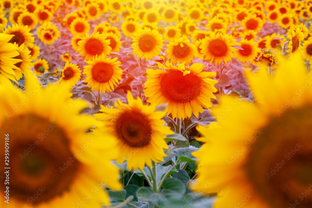 Sunflower field backlit by the setting sun. Sunflower field backlit by the setting sun.
