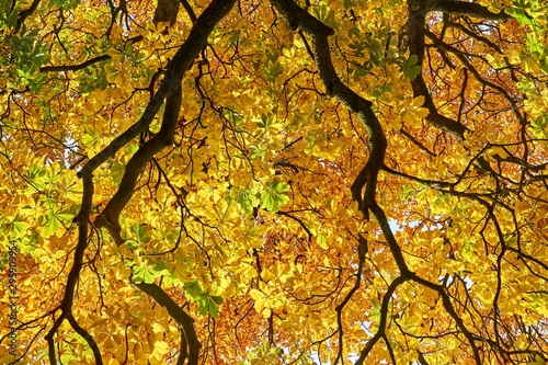 Colorful chestnut leaves in autumn. View from below