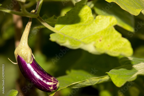 eggplant (Solanum melongena) aubergine or brinjal (fruit developing on the plant)