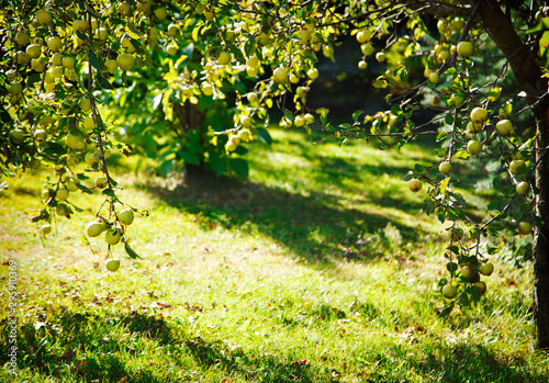 Fototapeta Naklejka Na Ścianę i Meble -  Green apples on a tree. Apple Orchard