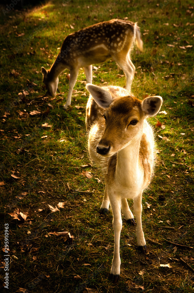 Some young fallow deer in a meadow Some young fallow deer in a meadow