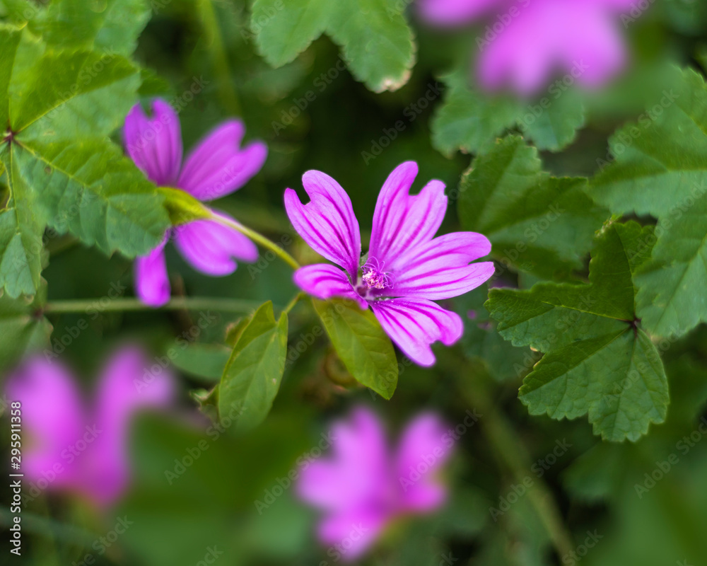 Violet  malva sylvestris flower.