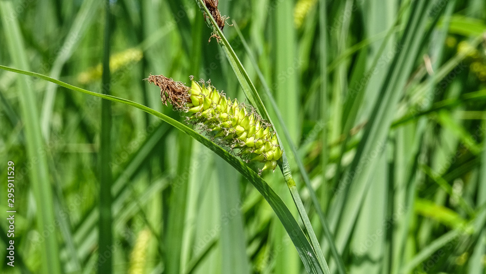 green grass