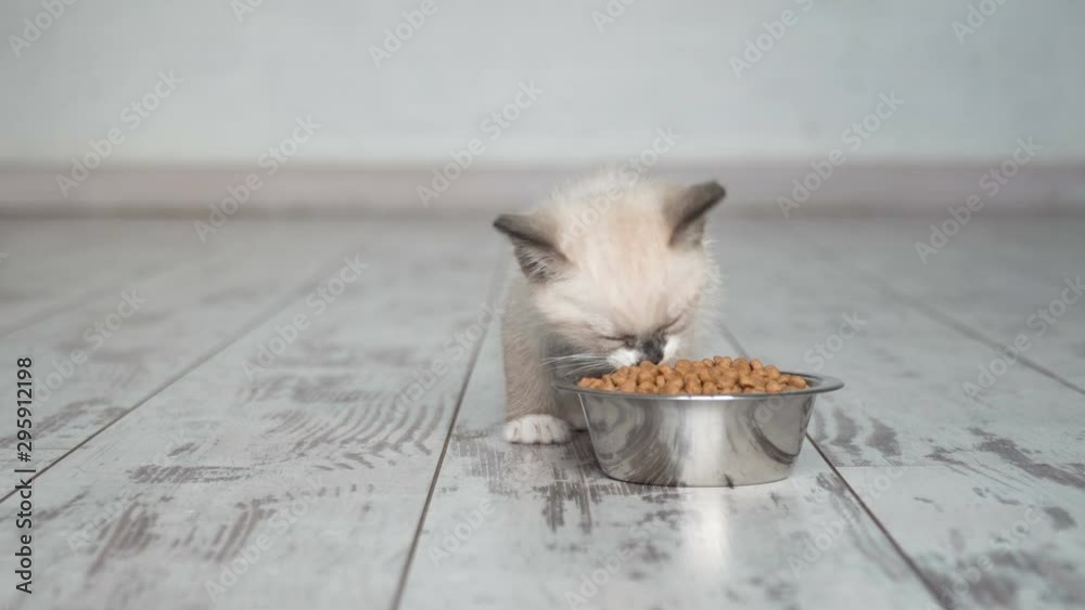 Kitten eat food from bowl