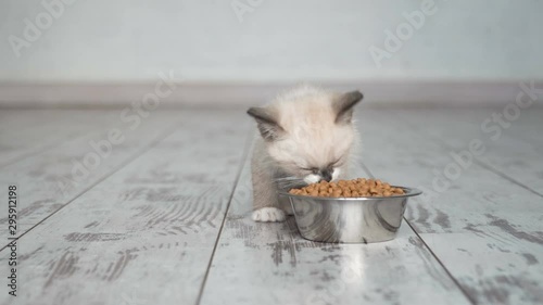 Kitten eat food from bowl