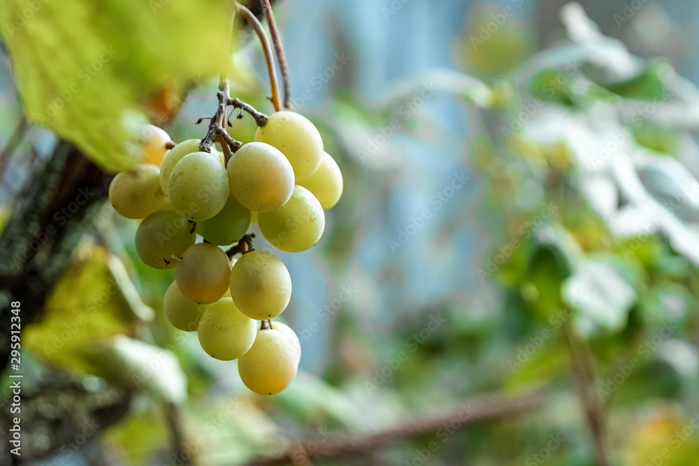 Fresh green clusters of grapes on green branches. The concept of winemaking, wine, vegetable garden, cottage, harvest.