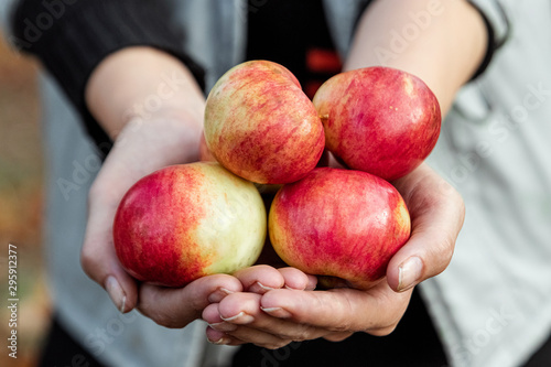 Fresh red apples in the hands of a farmer, organic fruits. The concept of a garden, cottage, harvest.
