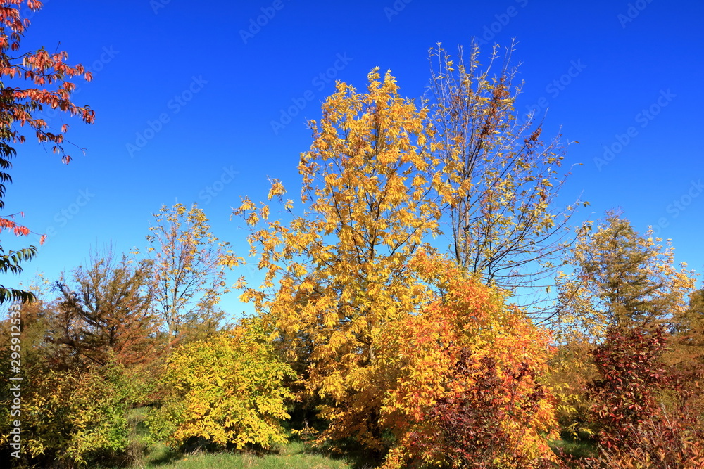 Fototapeta premium Autumn leaves with the blue sky background