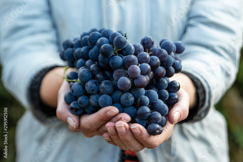 Closeup of a hand with blue ripe grapes. Fresh blue bunches of grapes. The concept of winemaking, wine, vegetable garden, cottage, harvest. photo