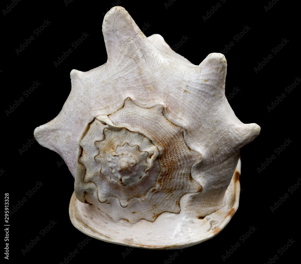 Big seashell isolated on black background. huge sea shell Big seashell isolated on black background. huge sea shell
