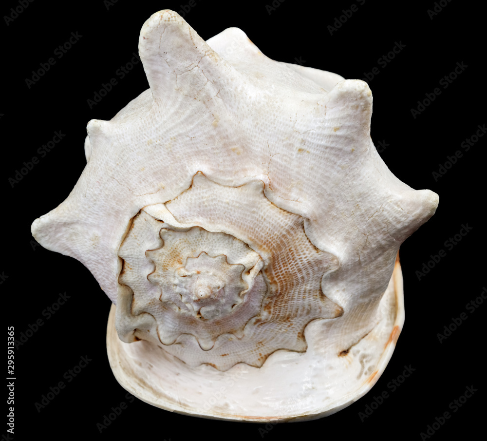 Big seashell isolated on black background. huge sea shell Big seashell isolated on black background. huge sea shell