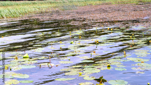 pond with water lilies