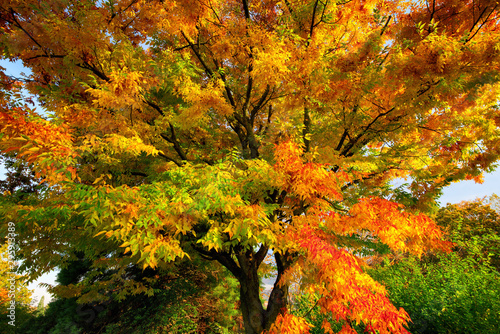 Colorful branches of a deciduous tree in autumn, with red, yellow and green foliage 